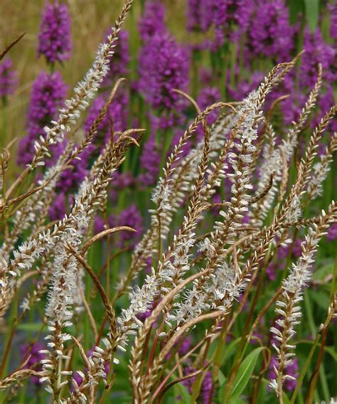 persicaria uk.